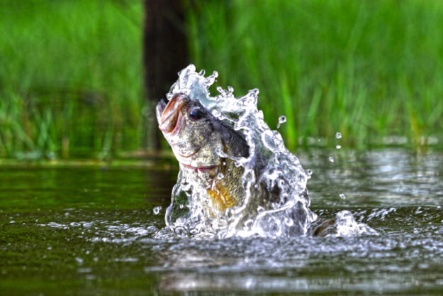 The 2022 Bassmaster Classic Recap The 2022 Bassmaster Classic Recap